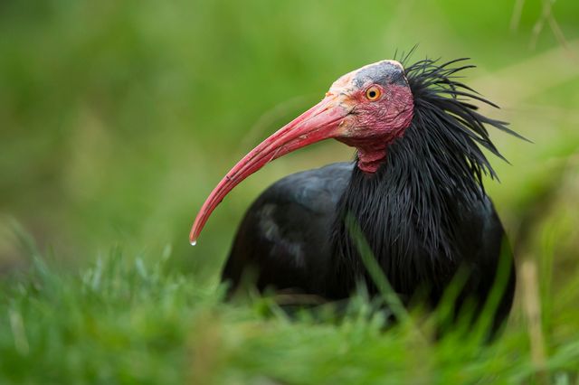 Der Waldrapp ist mein Patentier im Zoo Heidelberg!